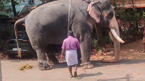 Elephant road kerala state india