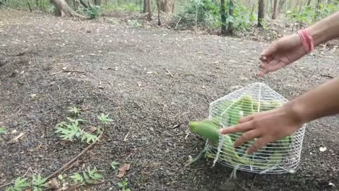 Releasing 13 Parrots | in Bairagarh , Bhopal , M.P