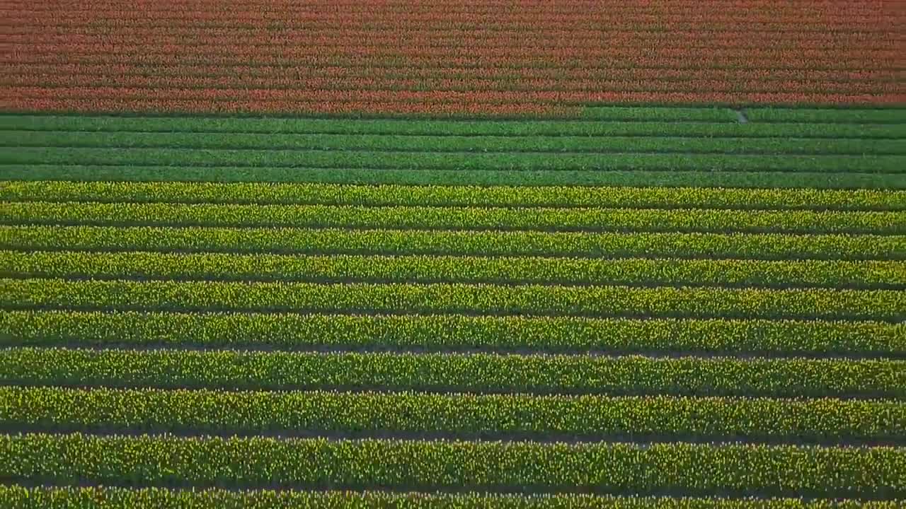 Holland Tulips by Drone