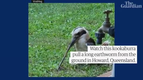 Worm v Birnd kookaburra struggles with huge earthworm_Cut