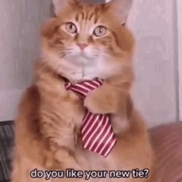 Cute Cat GIF 🐈