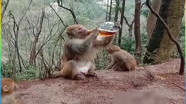 monkey drinking alcohol Fanny Videos