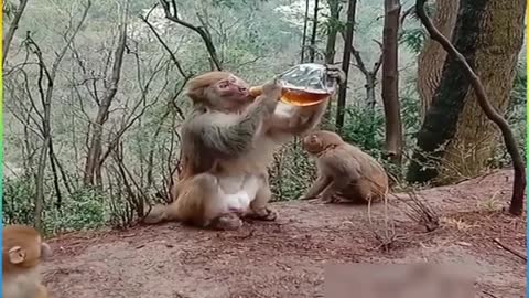 monkey drinking alcohol Fanny Videos