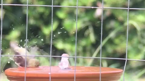 Birds taking a bath