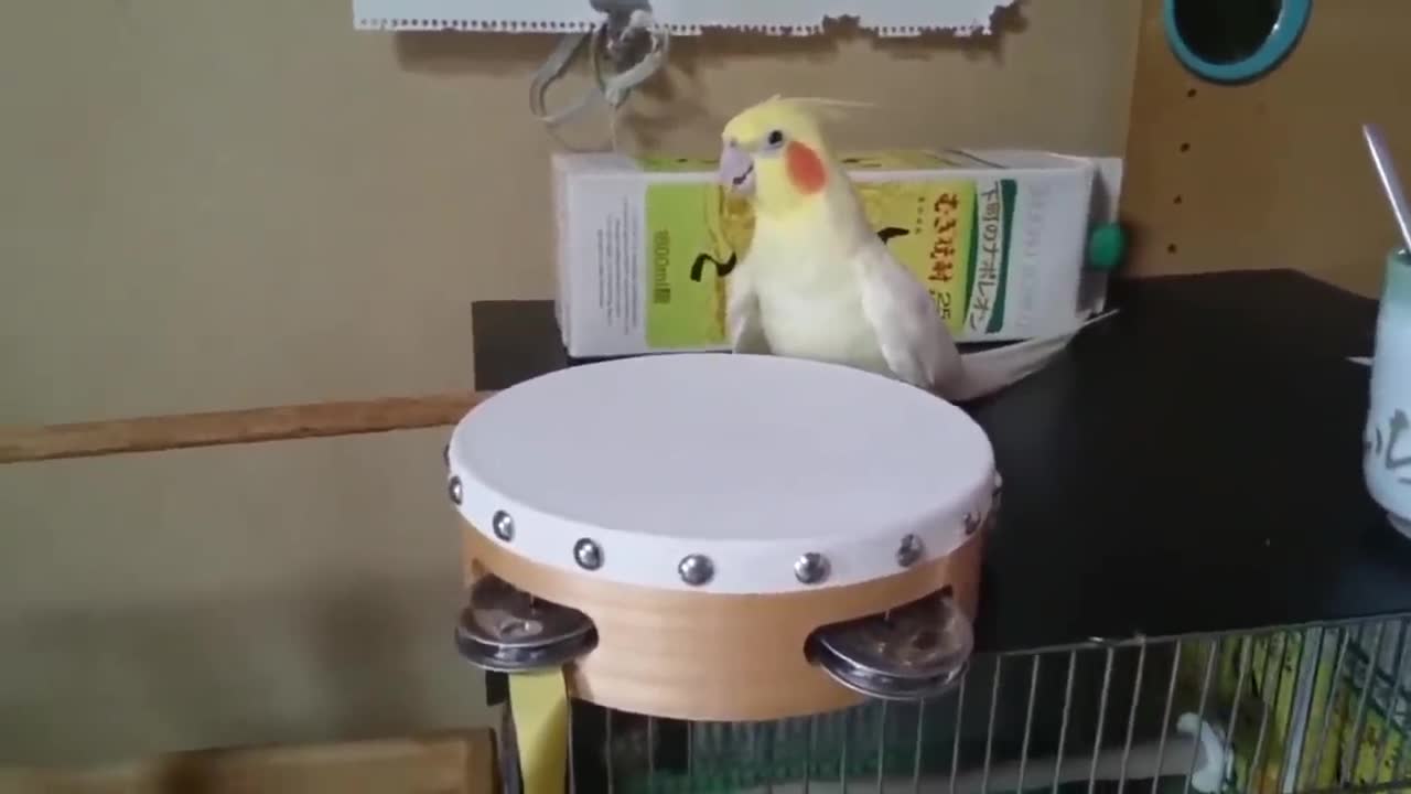 Funny Parrots Going Crazy - Cutest Parrots Compilation-1