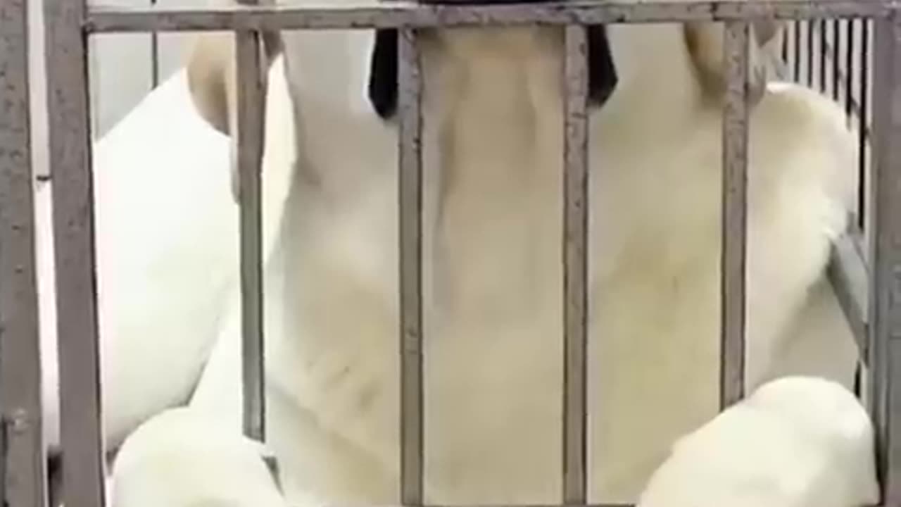 Animal funny video😀😀😀😀