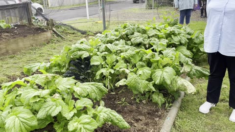 Community gardens projects