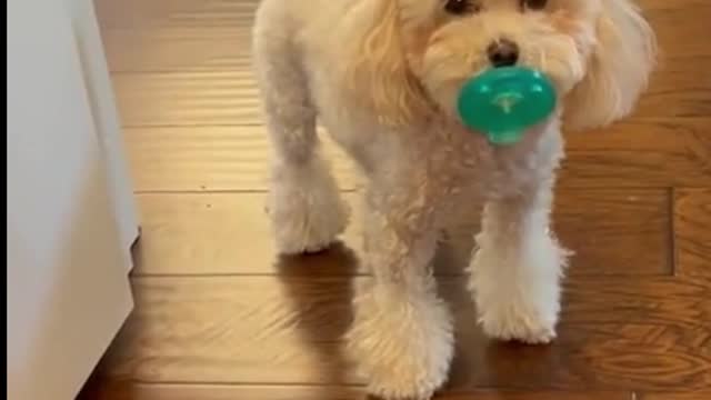 The puppy looks so cute with its pacifier in its mouth
