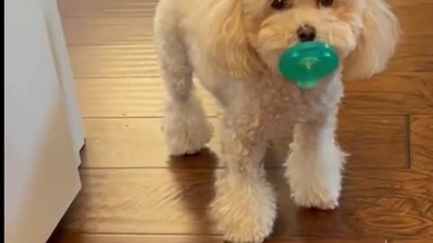 The puppy looks so cute with its pacifier in its mouth