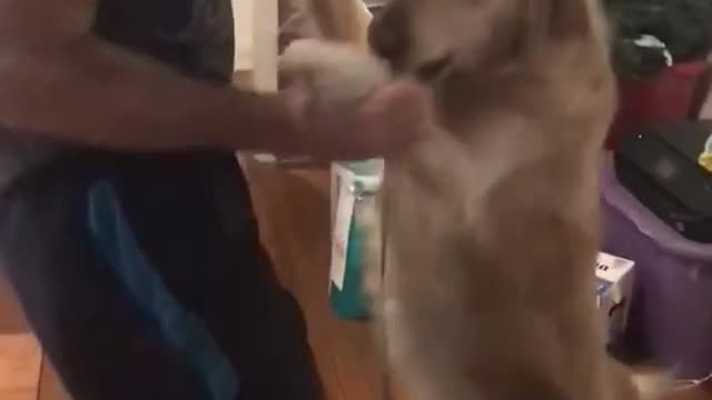 Golden Retriever dancing to El Gran Combo ''Telefono''.