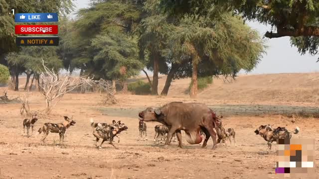 Wild Dog Attack Buffalo | Wild Dog