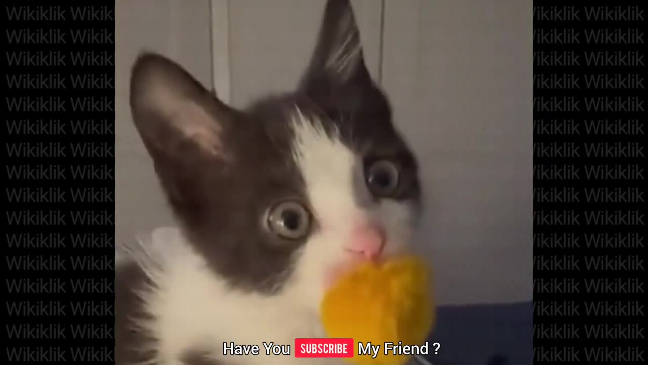 Funny Animals Videos | Funny Cat Videos and Funny Dogs Videos New