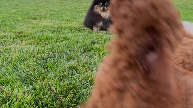 Cutest dog video funny