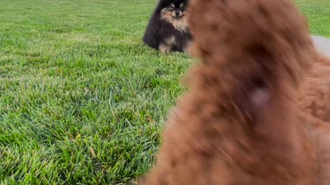 Cutest dog video funny