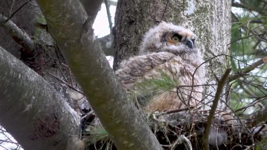 Stunning Close Up Footage of Baby Owl Waking Up In Nest