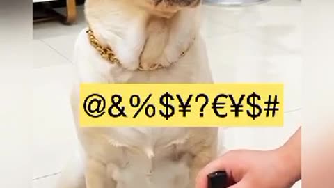 intelligent dog