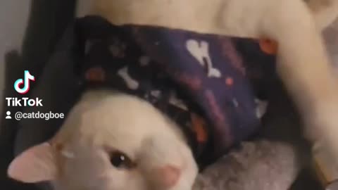 CatDog on catnip