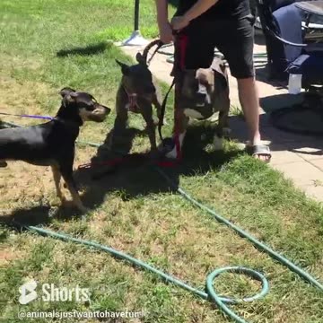 Foster dog first meet and greet