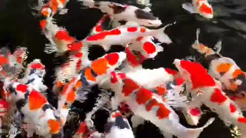 Koi farm in indonesia