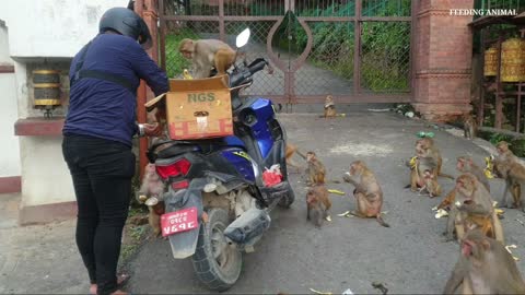 Hungry monkey waiting banana || feeding banana || monkey love banana fruits