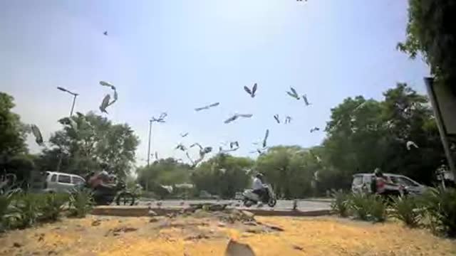 Flock of Pigeons Startled by Indian Intersection