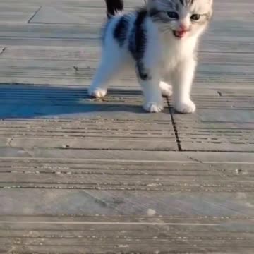Baby Cats - Cute and Funny Cat Videos #cat#tiktok#shorts