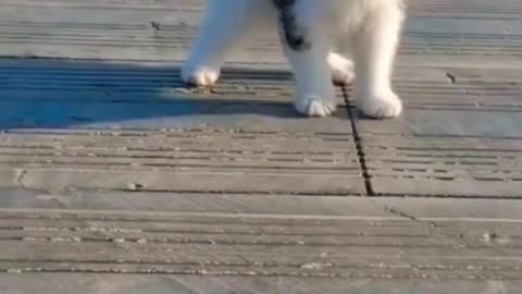 Baby Cats - Cute and Funny Cat Videos #cat#tiktok#shorts