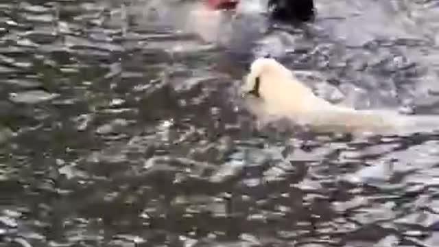 Dogs panic when owner swings out and falls into lake, then swim out to rescue him.