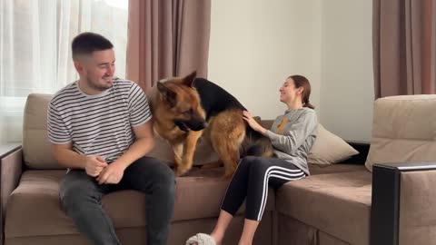 German Shepherd rescues owner from a sneeze