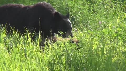 Black Bear Bear Canada Yukon Nature Wild Animals