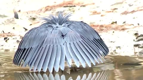 Black herons use their wings to create shade that will attract fish.