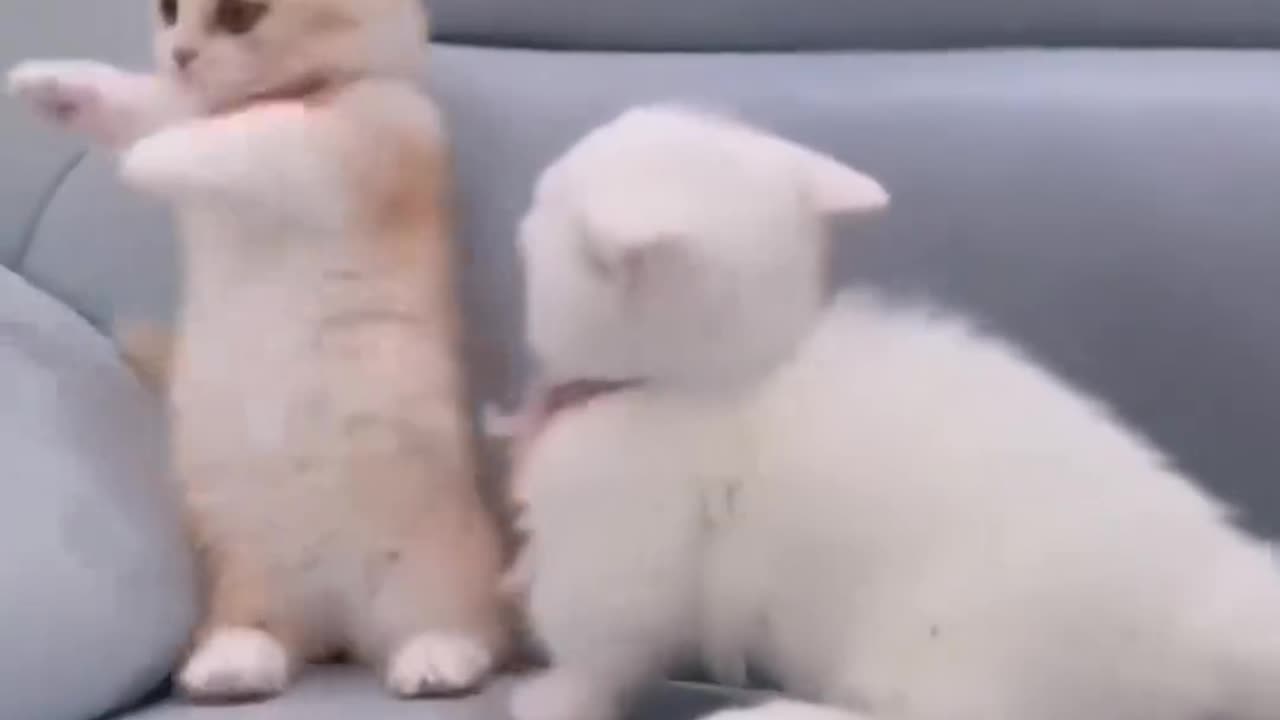 #cat