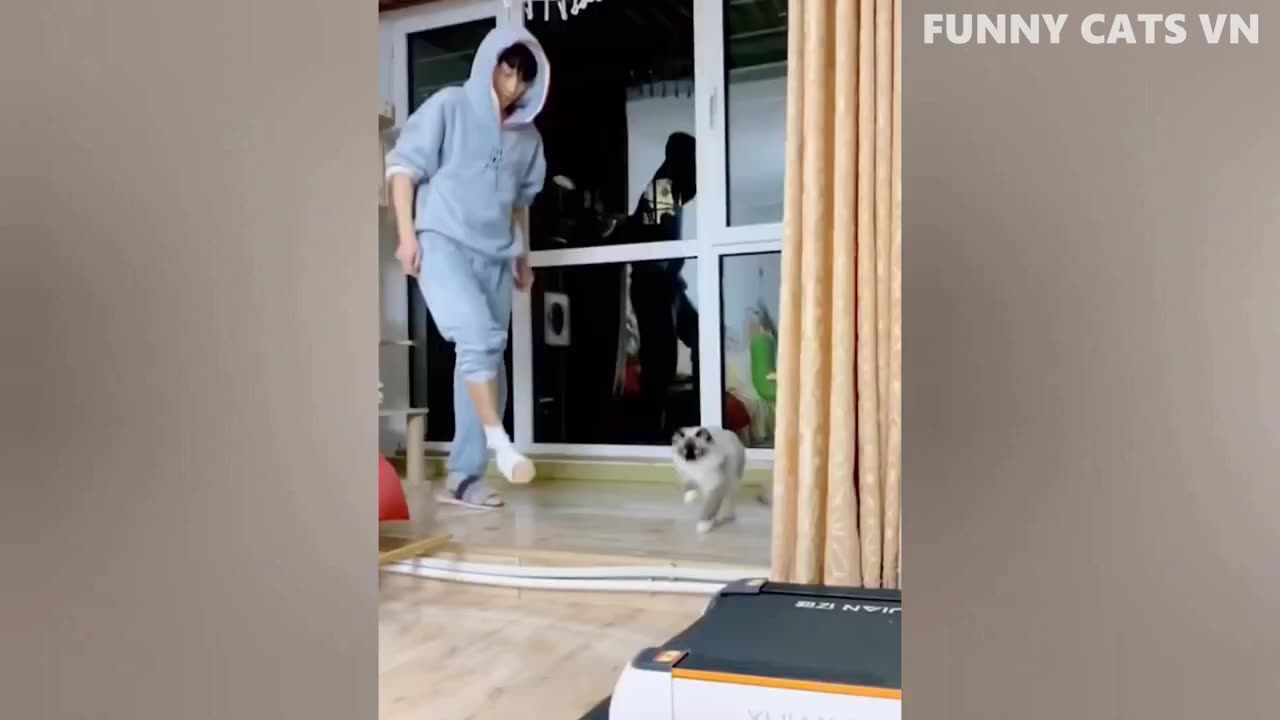 Hilarious Cat CHASES Dog 😯 | FUNNIEST Animals and Pets