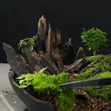 Landscape Bonsai Art 🎨