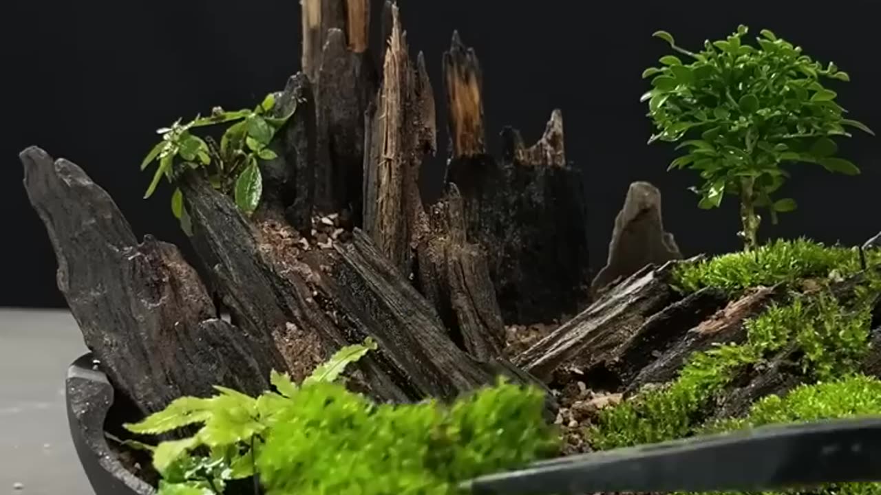 Landscape Bonsai Art 🎨