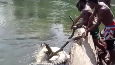 Wow amazing trappend crocodile fishing 2021