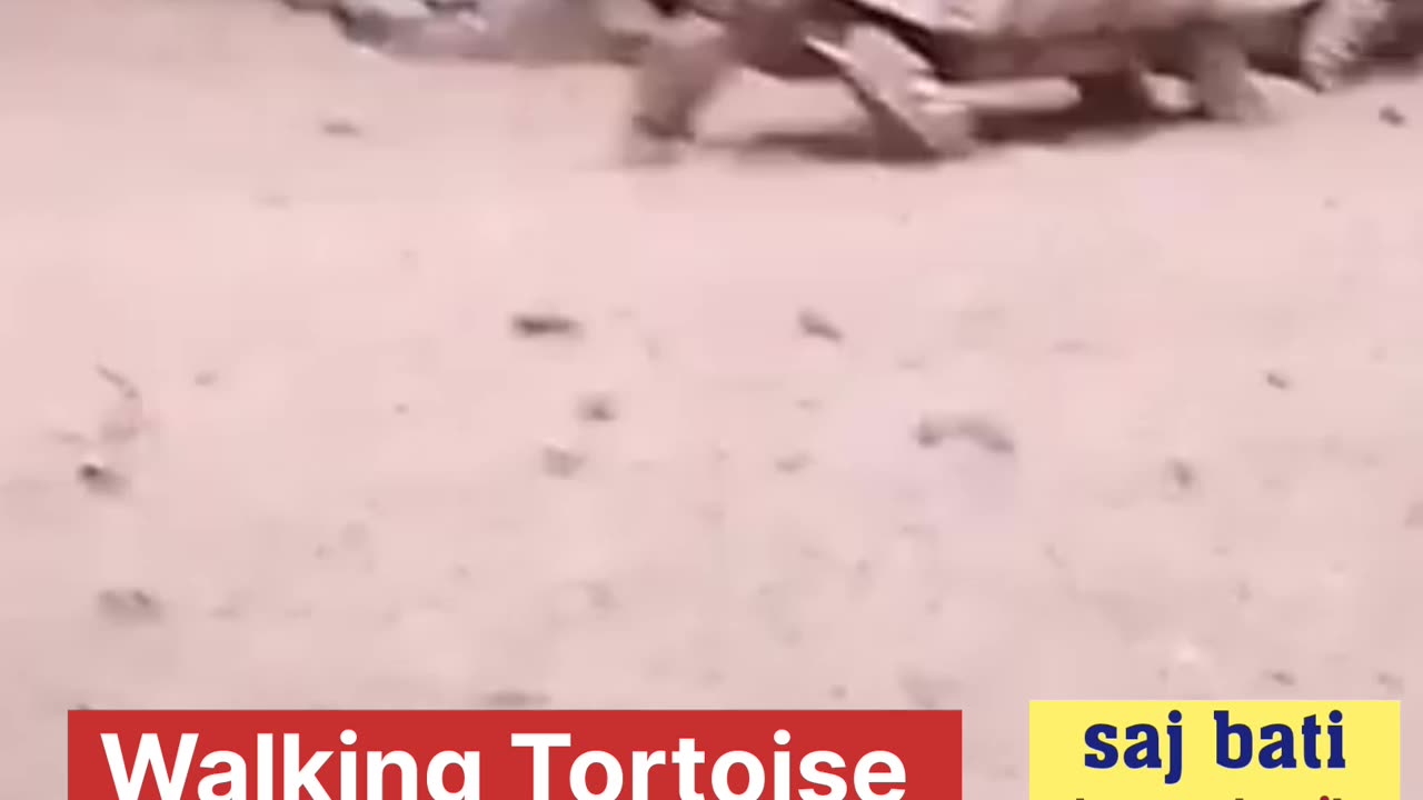 Tortoise walking in Kolkata Zoo India
