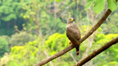 A Roadside Hawk on a Tree Branch