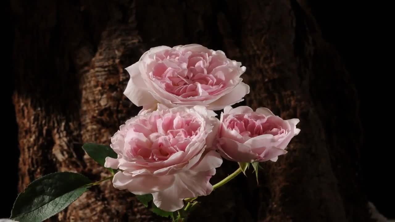 Red, pink and yellow Roses opening time lapse