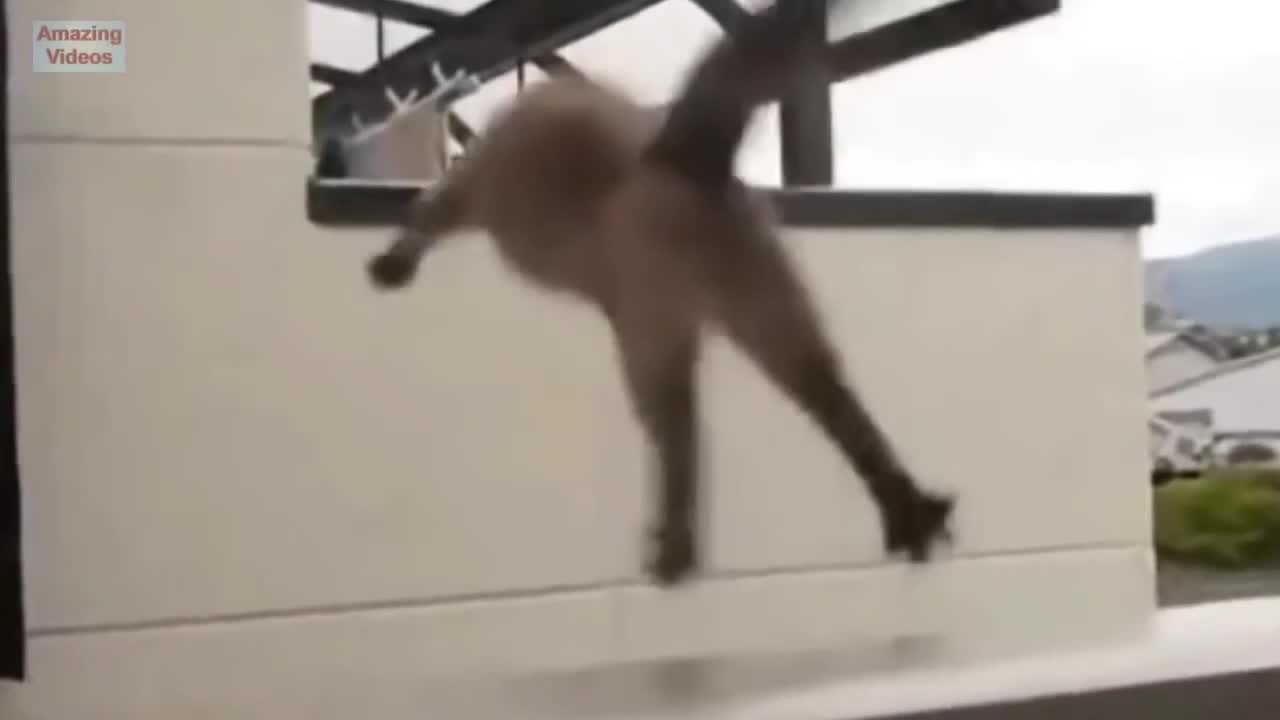 cat fell