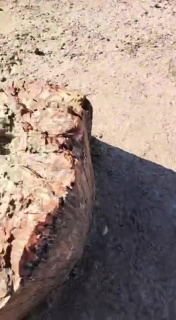 That's how a tree looks like when it's petrified.