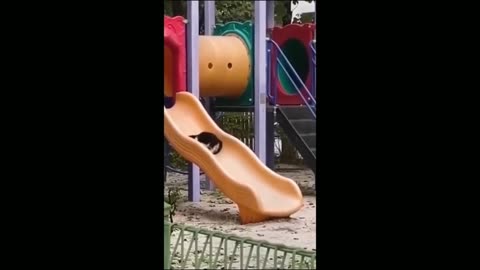Funny Cat