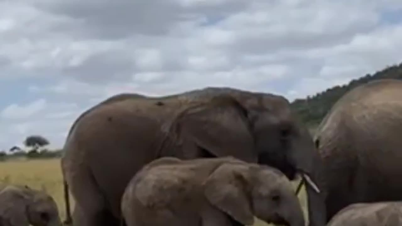 The Elephant Family 🐘