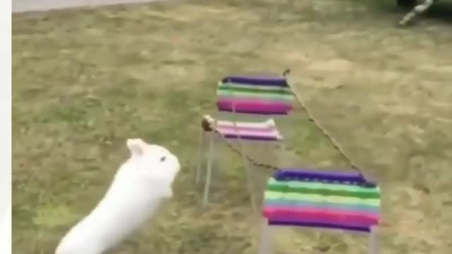 skill full baby rabbit