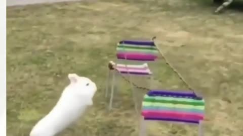 skill full baby rabbit