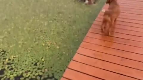 Your daily dose of funny cute dogs #relaxmydog #funny #dogs #funnydogs #compilation