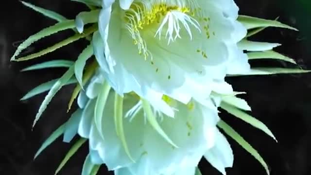 It's amazing! 10 second delay photography records the blooming of epiphyllum