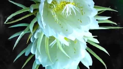 It's amazing! 10 second delay photography records the blooming of epiphyllum