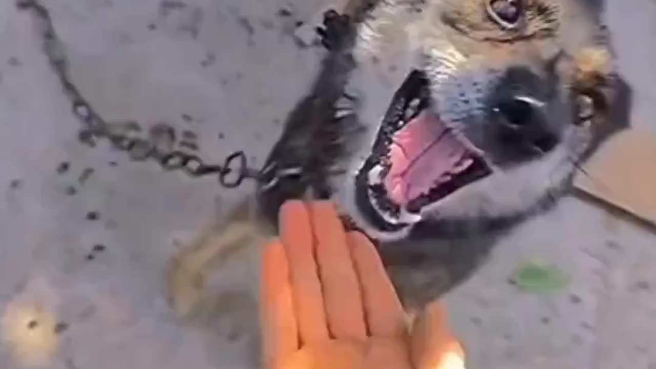 funny animals 2023
