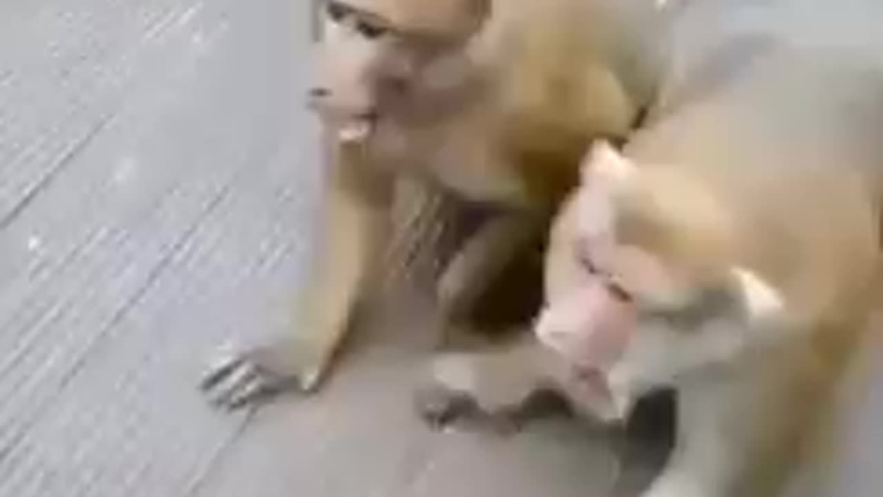 monkey playing game